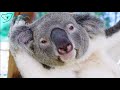 The story of Triumph at Friends of the Koala