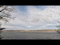 Snow Geese at BlueStem Lake in Nebraska. 3/1/2023