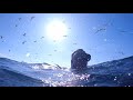 Dolphin Superpod & Bait Ball - FREEDIVE