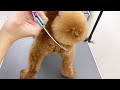 【Grooming】Toy Poodle ”Tail Trim