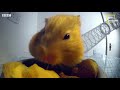 معلومات عن الهامستر hamster  | الحيوانات والحياة البرية