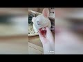 Funny and Cute Chinchilla Compilation / Funny Pets