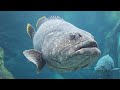 Aquarium 4K (ULTRA HD) - A Mesmerizing Journey Through the Vibrant Underwater World