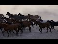 True Horse Facts | Fun Facts Horses Video