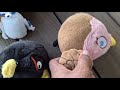 Angry Birds Plush: Reign of the Emperor (Part Two: Final Part)