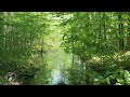 HEAVENLY SINGING OF FOREST BIRDS, CUCKOO, BITTERN, NIGHTINGALE. BEAUTIFUL FOREST LAKE.