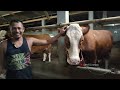 Breeding cows 17 super breeders all in the cage of Bintang Asri Farm Indonesia