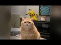 Funny Dogs And Cats Videos😉🐶Best Funniest Animal Videos 2024