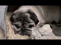 pug is sleeping on stuffed toy