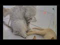 Best Cats Videos 😹 Funny Cats Moments 2024 😍🤣