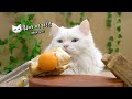 I broke the stick with a 3D pen 【3D CAT】 (ENG SUB)