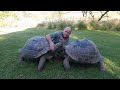 Giant Tortoises. 5 largest tortoise species. Galapagos vs. Aldabras.