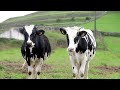 Dairy Cow Holstein Friesian Cow Farming  • Cow Video