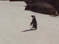 Mr Penguin At Boulders Beach
