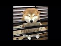 Shibe meets owner after long time