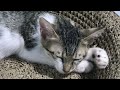 CLASSIC Dog and Cat Videos😻🐈1 HOURS of FUNNY Clips🤣