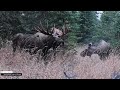 Do Bull Moose Do Funny Things? Darn Right They Do