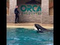 The intelligence of these Orcas is demonstrated by their impressive natural