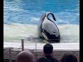 Amazing Orca encounter at SeaWorld Live Show Orlando