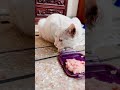 Cat eating raw chicken asmr