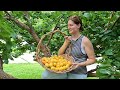 My Best Apricot Harvest Ever! (Giveaway Opportunity...)