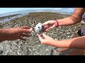 Aftermath of Hurricane Debby on a SC Barrier Island Beach... Beach Treasures Washed Ashore