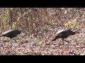 Wild Turkey On Gravel Road