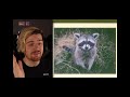 8-bit Ryan likes raccoons (what a chad)