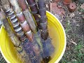 How to start Sugar Cane