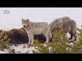 24 Yellowstone Wolves Hunting Bison | Wildlife in 4K | Inspire Wild Media