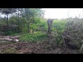 Sweet potato planting and harvesting