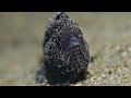 Black Painted Frogfish   4K