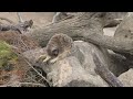 Meerkat trying not to fall asleep - Motioncam