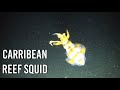 Night Dive Encounter of Amazing Creatures at Blue Heron Bridge with BLU3 NEMO Dive System