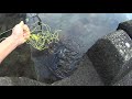 Unbelievable Catch in Crab Net Set in River!