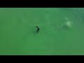 Dolphin catches fish honeymoon island dog beach 5/30/24 8am