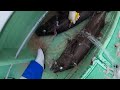 【大荒れ】沖縄の冬のキンメ漁  大荒れの中帰ってきました