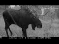 A junction of two valleys where bull moose and bull elk meet