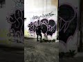 Graffiti ilegal Mèxico (zorke)