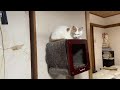 Trouble Cat has cute conversations. Watch till the end 🐈 🗣️ sound on 🔊