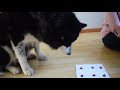 My Dogs Try The Tic Tac Toe Challenge GREEDY HUSKY FINISHES ALL THE TREATS!!! Zeus The Greedy Husky