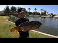 SLAYING Catfish and Carp in an Urban Arizona Pond!