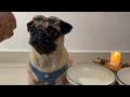 ASMR Cute Pugs Eating Durian Fruit For the First Time!