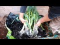 HGV How to grow 10 Leeks in a 10