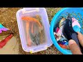Catching Colorful Cute Chicks, Cute Rainbow Chickens, Goldfish, Sharks, Arowana Fish [Part573]