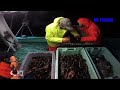 Amazing Skills to Trap Giant Lobsters and Crabs At Sea - Catch Many Big Lobsters On The Boat