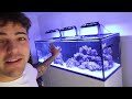 Buying FIRST PREDATORY FISH for My SALTWATER POND!!