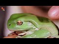 My BIG FAT Green Tree Frog!