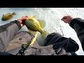 Wisconsin Ice Fishing 2024 (Ice fishing PANFISH)