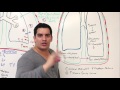 Respiratory | Mechanics of Breathing: Inspiration | Part 2